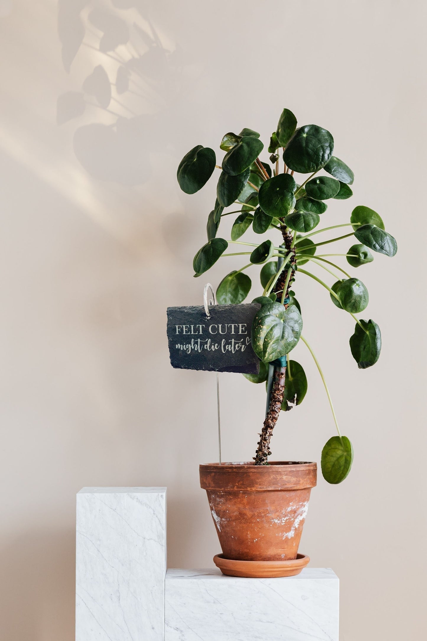 Schiefer Pflanzenstecker „Felt cute might die later“ – Witziges Schild für Zimmerpflanzen